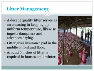 Litter Management:
 A decent quality litter serves as
an encasing in keeping up
uniform temperature, likewise
ingests dampness and
advances drying.
 Litter gives insurance pad in the
middle of fowl and floor.
 Around 6 inches of litter is
required in houses amid winter.
 