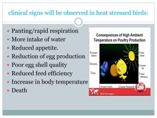 clinical signs will be observed in heat stressed birds:
 Panting/rapid respiration
 More intake of water
 Reduced appetite.
 Reduction of egg production
 Poor egg shell quality
 Reduced feed efficiency
 Increase in body temperature
 Death
 