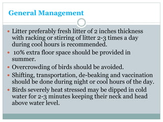 General Management
 Litter preferably fresh litter of 2 inches thickness
with racking or stirring of litter 2-3 times a day
during cool hours is recommended.
 10% extra floor space should be provided in
summer.
 Overcrowding of birds should be avoided.
 Shifting, transportation, de-beaking and vaccination
should be done during night or cool hours of the day.
 Birds severely heat stressed may be dipped in cold
water for 2-3 minutes keeping their neck and head
above water level.
 