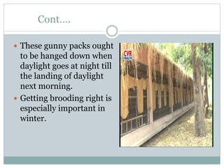 Cont….
 These gunny packs ought
to be hanged down when
daylight goes at night till
the landing of daylight
next morning.
 Getting brooding right is
especially important in
winter.
 