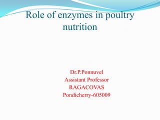 Role of enzymes in poultry
         nutrition



          Dr.P.Ponnuvel
        Assistant Professor
          RAGACOVAS
        Pondicherry-605009
 