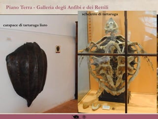 Piano Terra - Galleria degli Anfibi e dei Rettili
carapace di tartaruga liuto
salamandra gigante
del Giappone
scheletro di tartaruga
 