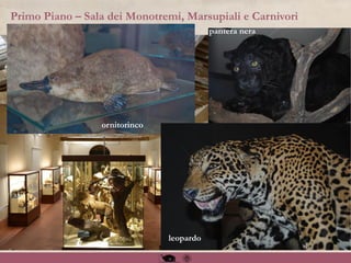 Primo Piano – Sala dei Monotremi, Marsupiali e Carnivori
pantera nera
ornitorinco
leopardo
 