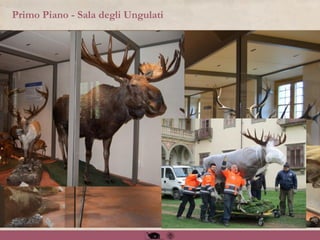 Primo Piano - Sala degli Ungulati
 