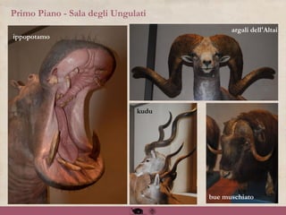 Primo Piano - Sala degli Ungulati
ippopotamo
argali dell'Altai
bue muschiato
kudu
 