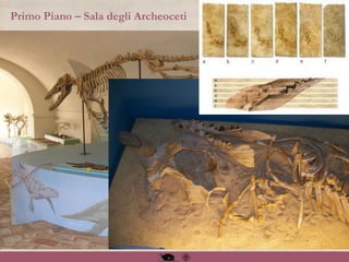 Primo Piano – Sala degli Archeoceti
Egittoceto
 