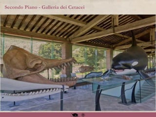 Secondo Piano - Galleria dei Cetacei
 