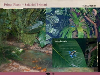 Primo Piano – Sala dei Primati Sud America
rana freccia
 