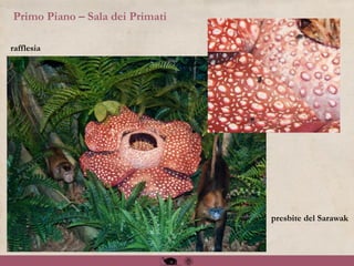Primo Piano – Sala dei Primati
rafflesia
presbite del Sarawak
 