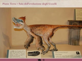Piano Terra – Sala dell’evoluzione degli Uccelli
 