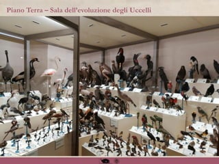 Piano Terra – Sala dell’evoluzione degli Uccelli
 