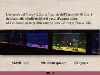 L’acquario del Museo di Storia Naturale dell’Università di Pisa è
dedicato alla biodiversità dei pesci d’acqua dolce
ed è collocato nelle vecchie cantine della Certosa di Pisa, a Calci.
60.000 litri 500 metri quadri 100 specie
 
