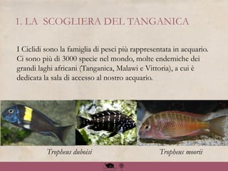 1. LA SCOGLIERA DEL TANGANICA
I Ciclidi sono la famiglia di pesci più rappresentata in acquario.
Ci sono più di 3000 specie nel mondo, molte endemiche dei
grandi laghi africani (Tanganica, Malawi e Vittoria), a cui è
dedicata la sala di accesso al nostro acquario.
Tropheus duboisi Tropheus moorii
 