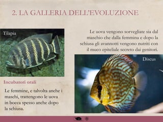 Le femmine, e talvolta anche i
maschi, trattengono le uova
in bocca spesso anche dopo
la schiusa.
Le uova vengono sorvegliate sia dal
maschio che dalla femmina e dopo la
schiusa gli avannotti vengono nutriti con
il muco epiteliale secreto dai genitori.
Incubatori orali
Tilapia
Discus
2. LA GALLERIA DELL’EVOLUZIONE
 