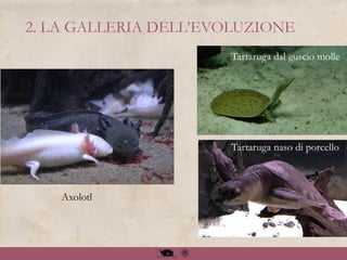 2. LA GALLERIA DELL’EVOLUZIONE
Axolotl
Tartaruga dal guscio molle
Tartaruga naso di porcello
 