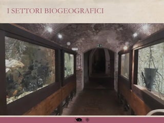 I SETTORI BIOGEOGRAFICI
 