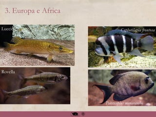3. Europa e Africa
Cyphotilapia frontosa
Paretroplus menarambo
Rovella
Luccio
 