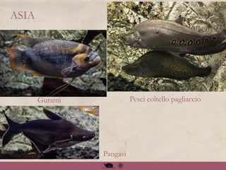ASIA
Pesci coltello pagliaccioGurami
Pangasi
 