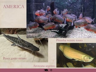 AMERICA
Arowana argento
Pesce gatto striato
Piranha ventre rosso
Piranha ventre rosso
 