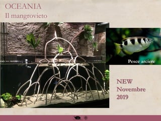 OCEANIA
Il mangrovieto
Pesce arciere
NEW
Novembre
2019
 