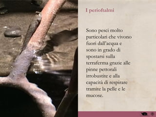 I perioftalmi
Sono pesci molto
particolari che vivono
fuori dall’acqua e
sono in grado di
spostarsi sulla
terraferma grazie alle
pinne pettorali
irrobustite e alla
capacità di respirare
tramite la pelle e le
mucose.
 