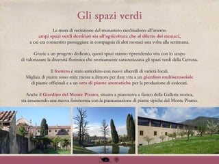 Le mura di recinzione del monastero racchiudono all’interno
ampi spazi verdi destinati sia all’agricoltura che al diletto dei monaci,
a cui era consentito passeggiare in compagnia di altri monaci una volta alla settimana.
Grazie a un progetto dedicato, questi spazi stanno riprendendo vita con lo scopo
di valorizzare la diversità floristica che storicamente caratterizzava gli spazi verdi della Certosa.
Il frutteto è stato arricchito con nuovi alberelli di varietà locali.
Migliaia di piante sono state messe a dimora per dare vita a un giardino multisensoriale
di piante officinali e a un orto di piante aromatiche per la produzione di essiccati.
Anche il Giardino del Monte Pisano, situato a pianoterra a fianco della Galleria storica,
sta assumendo una nuova fisionomia con la piantumazione di piante tipiche del Monte Pisano.
 