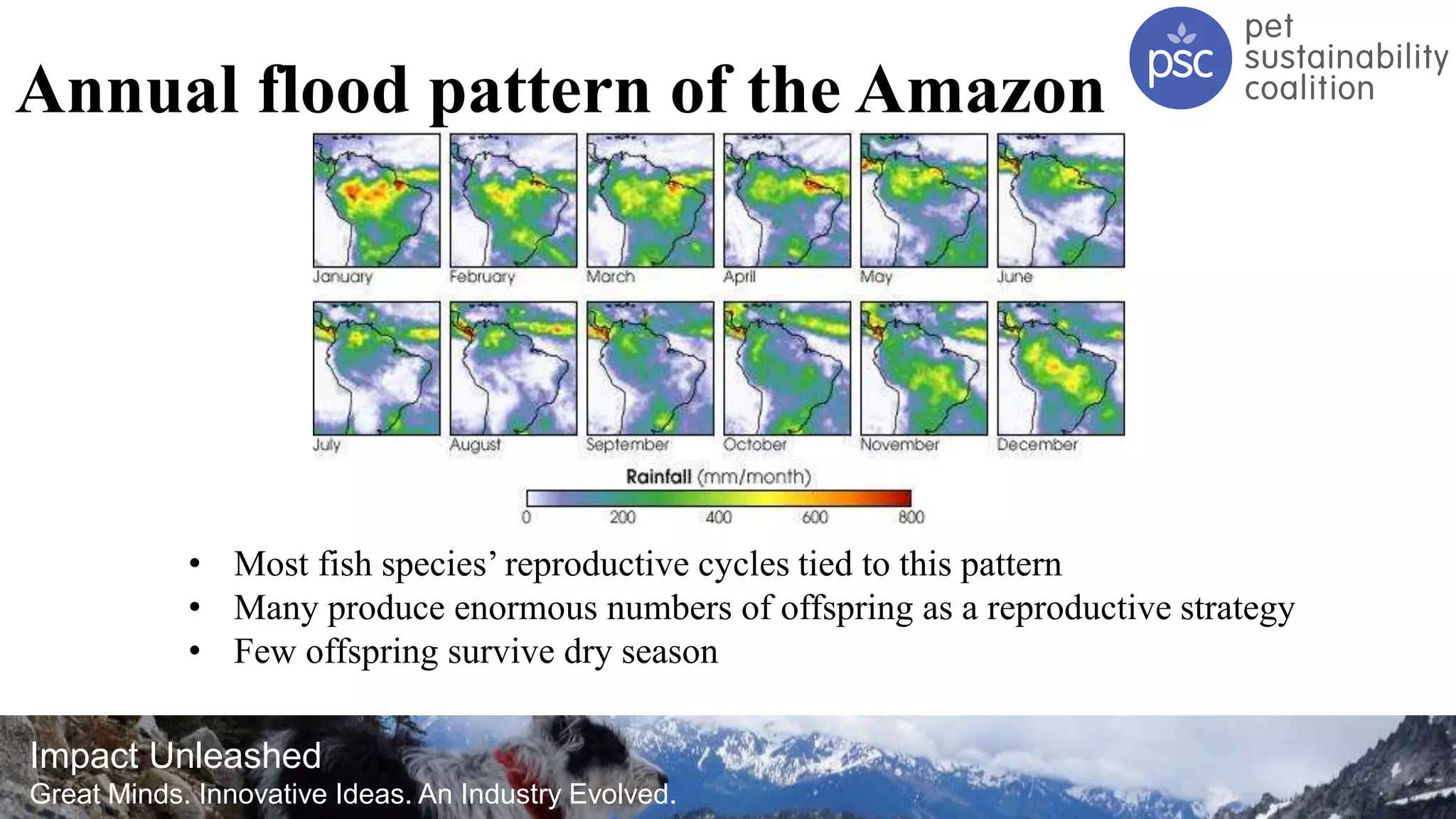 Impact Unleashed
Great Minds. Innovative Ideas. An Industry Evolved.
Annual flood pattern of the Amazon
• Most fish species’ reproductive cycles tied to this pattern
• Many produce enormous numbers of offspring as a reproductive strategy
• Few offspring survive dry season
 