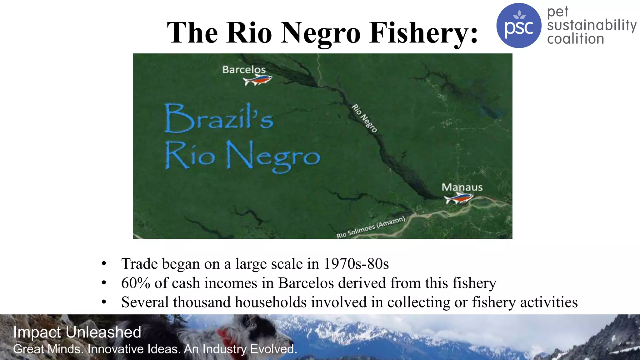 Impact Unleashed
Great Minds. Innovative Ideas. An Industry Evolved.
The Rio Negro Fishery:
• Trade began on a large scale in 1970s-80s
• 60% of cash incomes in Barcelos derived from this fishery
• Several thousand households involved in collecting or fishery activities
 