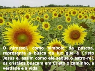 O girassol, como símbolo da páscoa, representa a busca da luz que é Cristo Jesus e, assim como ele segue o astro-rei, os cristãos buscam em Cristo o caminho, a verdade e a vida   