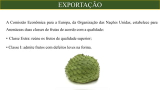 A Comissão Econômica para a Europa, da Organização das Nações Unidas, estabelece para
Anonáceas duas classes de frutas de acordo com a qualidade:
• Classe Extra: reúne os frutos de qualidade superior;
• Classe I: admite frutos com defeitos leves na forma.
EXPORTAÇÃO
 