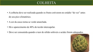 • A colheita deve ser realizada quando os frutos estiverem no estádio “de vez” antes
do seu pico climatérico.
• A cor da casca torna-se verde amarelada.
• Há o aparecimento de 40% do tecido intercapelar.
• Deve ser consumida quando o teor de sólido solúveis e acidez forem adequados.
COLHEITA
 