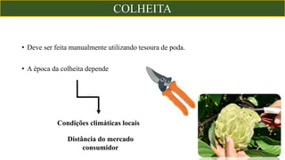 • Deve ser feita manualmente utilizando tesoura de poda.
• A época da colheita depende
Condições climáticas locais
Distância do mercado
consumidor
COLHEITA
 