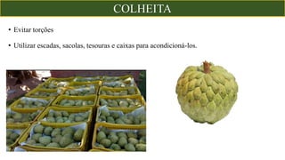• Evitar torções
• Utilizar escadas, sacolas, tesouras e caixas para acondicioná-los.
COLHEITA
 
