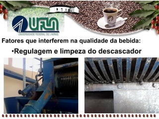 Fatores que interferem na qualidade da bebida:
•Regulagem e limpeza do descascador
 