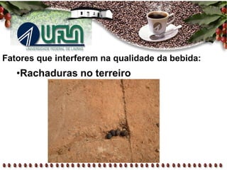 Fatores que interferem na qualidade da bebida:
•Rachaduras no terreiro
 