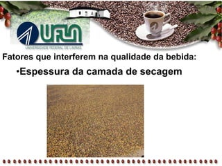 Fatores que interferem na qualidade da bebida:
•Espessura da camada de secagem
 