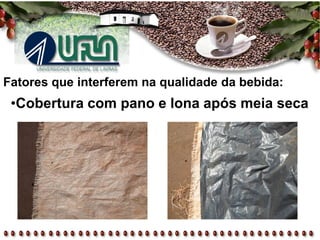 Fatores que interferem na qualidade da bebida:
•Cobertura com pano e lona após meia seca
 