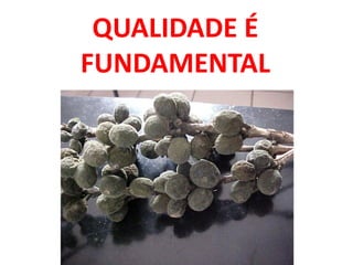 QUALIDADE É
FUNDAMENTAL
 