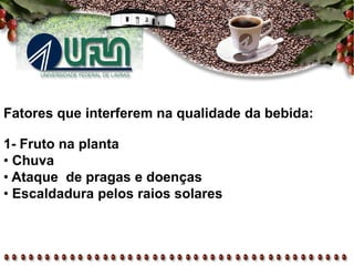 Fatores que interferem na qualidade da bebida:
1- Fruto na planta
• Chuva
• Ataque de pragas e doenças
• Escaldadura pelos raios solares
 
