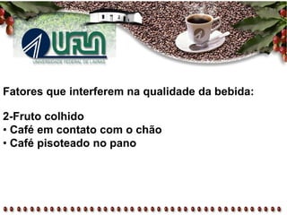 Fatores que interferem na qualidade da bebida:
2-Fruto colhido
• Café em contato com o chão
• Café pisoteado no pano
 