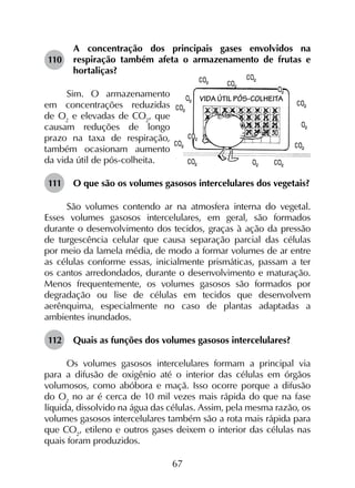 67
110	
A concentração dos principais gases envolvidos na
respiração também afeta o armazenamento de frutas e
hortaliças?
Sim. O armazenamento
em concentrações reduzidas
de O2
e elevadas de CO2
, que
causam reduções de longo
prazo na taxa de respiração,
também ocasionam aumento
da vida útil de pós-colheita.
111	 O que são os volumes gasosos intercelulares dos vegetais?
São volumes contendo ar na atmosfera interna do vegetal.
Esses volumes gasosos intercelulares, em geral, são formados
durante o desenvolvimento dos tecidos, graças à ação da pressão
de turgescência celular que causa separação parcial das células
por meio da lamela média, de modo a formar volumes de ar entre
as células conforme essas, inicialmente prismáticas, passam a ter
os cantos arredondados, durante o desenvolvimento e maturação.
Menos frequentemente, os volumes gasosos são formados por
degradação ou lise de células em tecidos que desenvolvem
aerênquima, especialmente no caso de plantas adaptadas a
ambientes inundados.
112	 Quais as funções dos volumes gasosos intercelulares?
Os volumes gasosos intercelulares formam a principal via
para a difusão de oxigênio até o interior das células em órgãos
volumosos, como abóbora e maçã. Isso ocorre porque a difusão
do O2
no ar é cerca de 10 mil vezes mais rápida do que na fase
líquida, dissolvido na água das células. Assim, pela mesma razão, os
volumes gasosos intercelulares também são a rota mais rápida para
que CO2
, etileno e outros gases deixem o interior das células nas
quais foram produzidos.
 