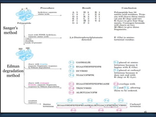 Sanger’s
method
16
Edman
degradation
method
 