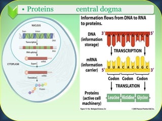 • Proteins central dogma
2
 