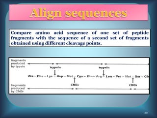 Compare amino acid sequence of one set of peptide
fragments with the sequence of a second set of fragments
obtained using different cleavage points.
20
 