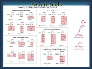 There are 22 protein building amino acids
5
 