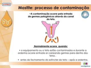 Mastite: processo de contaminação
Normalmente ocorre quando:
• o equipamento ou o teto estão contaminados e durante a
ordenha ocorre entrada ar carreando germes para dentro dos
tetos .
• antes do fechamento do esfincter do teto – após a ordenha.
•A contaminação ocorre pela entrada
de germes patogênicos através do canal
do teto.
 