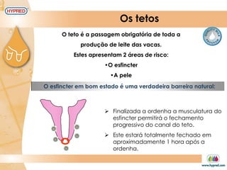Os tetos
O teto é a passagem obrigatória de toda a
produção de leite das vacas.
Estes apresentam 2 áreas de risco:
•O esfincter
•A pele
O esfincter em bom estado é uma verdadeira barreira natural:
 Finalizada a ordenha a musculatura do
esfincter permitirá o fechamento
progressivo do canal do teto.
 Este estará totalmente fechado em
aproximadamente 1 hora após a
ordenha.
 