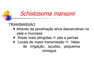 Schistosoma mansoni
TRANSMISSÃO
 Através da penetração ativa dascercárias na
pele e mucosas
 Áreas mais atingidas  pés e pernas
 Locais de maior transmissão  Valas
de irrigação, açudes, pequenos
córregos
 