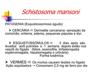 Schistosoma mansoni
PATOGENIA (Esquistossomose aguda)
 CERCÁRIA  Dermatite cercariana: sensação de
comichão, eritema, edema, pequenas pápulas e dor.
 ESQUISTOSSÓMULOS  3 dias após são
levados aoS pulmões e 1 semana depois estão nos
vasoS do fígado (febre, eosinofilia, linfadenopatia
esplenomegalia, hepatomegalia e urticária).
Forma toxêmica.
 VERMES  Os mortos causam lesões no fígado
Ação espoliadora  Consomem 2,5 mg de ferro por dia
 
