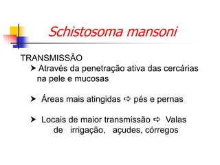 Schistosoma mansoni
TRANSMISSÃO
 Através da penetração ativa das cercárias
na pele e mucosas
 Áreas mais atingidas  pés e pernas
 Locais de maior transmissão  Valas
de irrigação, açudes, córregos
 
